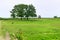 Landscape of Biebrza National Park, meadow with gruop of trees, oaks and birdwatching tower.