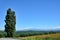 Landscape of Biei, Hokkaido. (Poplar tree)