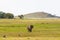 Landscape with big elephant. Hills of Amboseli, Kenya