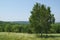 Landscape with birch against of forest and sky in summer