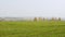 Landscape birch on a green field. Wild nature and rural field. Panoramic.