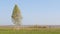 Landscape birch on a green field. Wild nature and rural field. Wavy horizon lines meet clear sky.