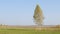 Landscape birch on a green field. Wild nature and rural field. Wavy horizon lines meet clear sky.