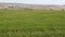 Landscape birch on a green field. Wild nature and rural field. Wavy horizon lines meet clear sky. Panoramic.