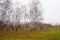 Landscape birch grove
