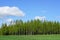 Landscape with a birch grove and green cereal fields in the foreground