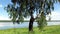 Landscape birch tree beach river