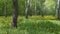 Landscape with birch trees and dandelion flowers