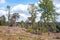 Landscape with birch trees and Pinus Sylvestris trees.