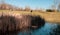 Landscape with bird with reflection on river