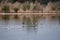 Landscape with birds on the lake. Flock of black-winged stilts. Himantopus himantopus, long-legged wader. Bird watching in Israel