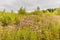 Landscape with blooming Creeping thistle, Cirsium arvense