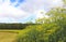 Landscape with a blooming fennel field