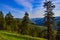 The landscape, blooming green hills overgrown with single trees and wild plants. Oregon, US