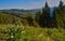 The landscape, blooming green hills overgrown with single trees and wild plants. Oregon, US