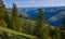 The landscape, blooming green hills overgrown with single trees and wild plants. Oregon, US