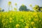 Landscape of a blooming Organic Mustard field, during the harvesting period.