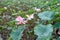 Landscape of blossom pink lotuses in the pond