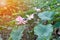 Landscape of blossom pink lotuses in the pond