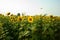 Landscape of blossom sunflowers in the plantation field with blue sky background in a sunny day