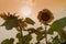 Landscape of blossom sunflowers in the plantation field with the light of sunset