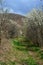 Landscape blossoming cherry tree