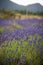 Landscape with blossoming of lavander flowers on the field