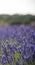 Landscape with blossoming of lavander flowers on the field. cutted for vertical banner.