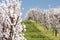 Landscape with blossoming orchard in Spring