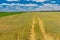 Landscape with blue cloudy sky, wheat field and track inside, central Ukraine