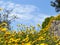 Landscape of blue sky and yellow chamomiles on meadow