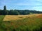 Landscape with blue sky, yellow meadows, green trees and red poppies