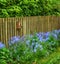 Landscape of bluebell flowers in a lush forest in summer. Blue plants growing in a botanical garden in spring. Beautiful