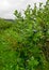 Landscape with blueberry bushes, blueberry field, berry picking time