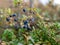 Landscape with bog blueberries, autumn day