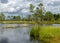 Landscape from the bog, bog after rain, bog lake, dark storm clouds, traditional bog vegetation, heather, grass, bog pines,