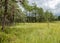 Landscape from the bog, bog after rain, dark storm clouds, traditional bog vegetation, heather, grass, bog pines, Tolkuse bog