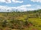 Landscape from the bog, bog after rain, dark storm clouds, traditional bog vegetation, heather, grass, bog pines, Tolkuse bog