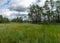 Landscape from the bog, bog after rain, dark storm clouds, traditional bog vegetation, heather, grass, bog pines, Tolkuse bog