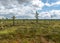 Landscape from the bog, bog after rain, dark storm clouds, traditional bog vegetation, heather, grass, bog pines, Tolkuse bog