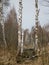 Landscape with bog ditch, white birch trees