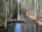 Landscape with bog ditch, white birch trees