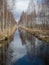 Landscape with bog ditch, white birch trees