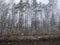 Landscape with bog ditch, white birch trees