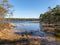 Landscape with a bog lake, bog pine grass and moss