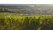 Landscape-Bordeaux vineyard in autumn