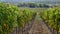 Landscape-Bordeaux vineyard in autumn