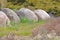 Landscape with Boulders in Grassy Area