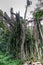 Landscape with the broken trees in the rainforest ,Boabeng Fiema Monkey Sanctuary, Techiman, Ghana