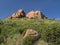 Landscape with broom shrubs, Sardinia, Italy